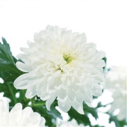 Crizantema Alba