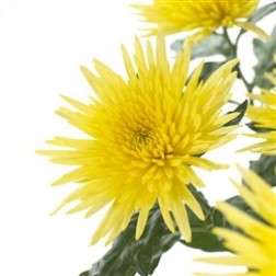 Crizantema Sun