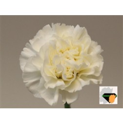 Garoafa White Lib