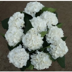 Hortensie alba