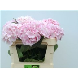 Hortensie Roza Verena