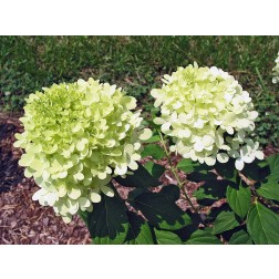 Hydrangea Limelight