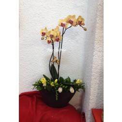 Aranjament Phalaenopsis