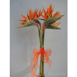 Buchet strelitia