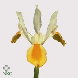 Iris Apollo