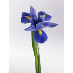 Iris Blaaw
