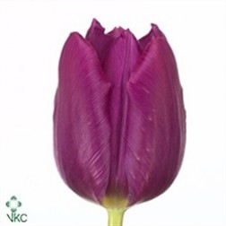 Lalea Purple