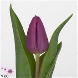 Lalea Purple