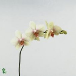 Phalaenopsis Omega