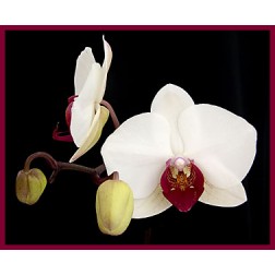 Phalaenopsis RedLip