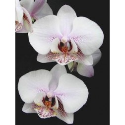 Phalaenopsis White Sensation