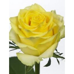 Trandafir Rosa Tara
